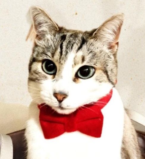 Collier avec nœud papillon pour Chat en Velours Rouge - Miniature 9