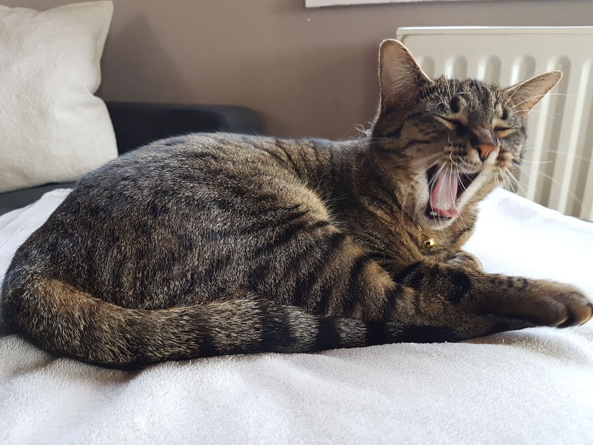 Faut-il retirer la clochette du collier de son chat ?