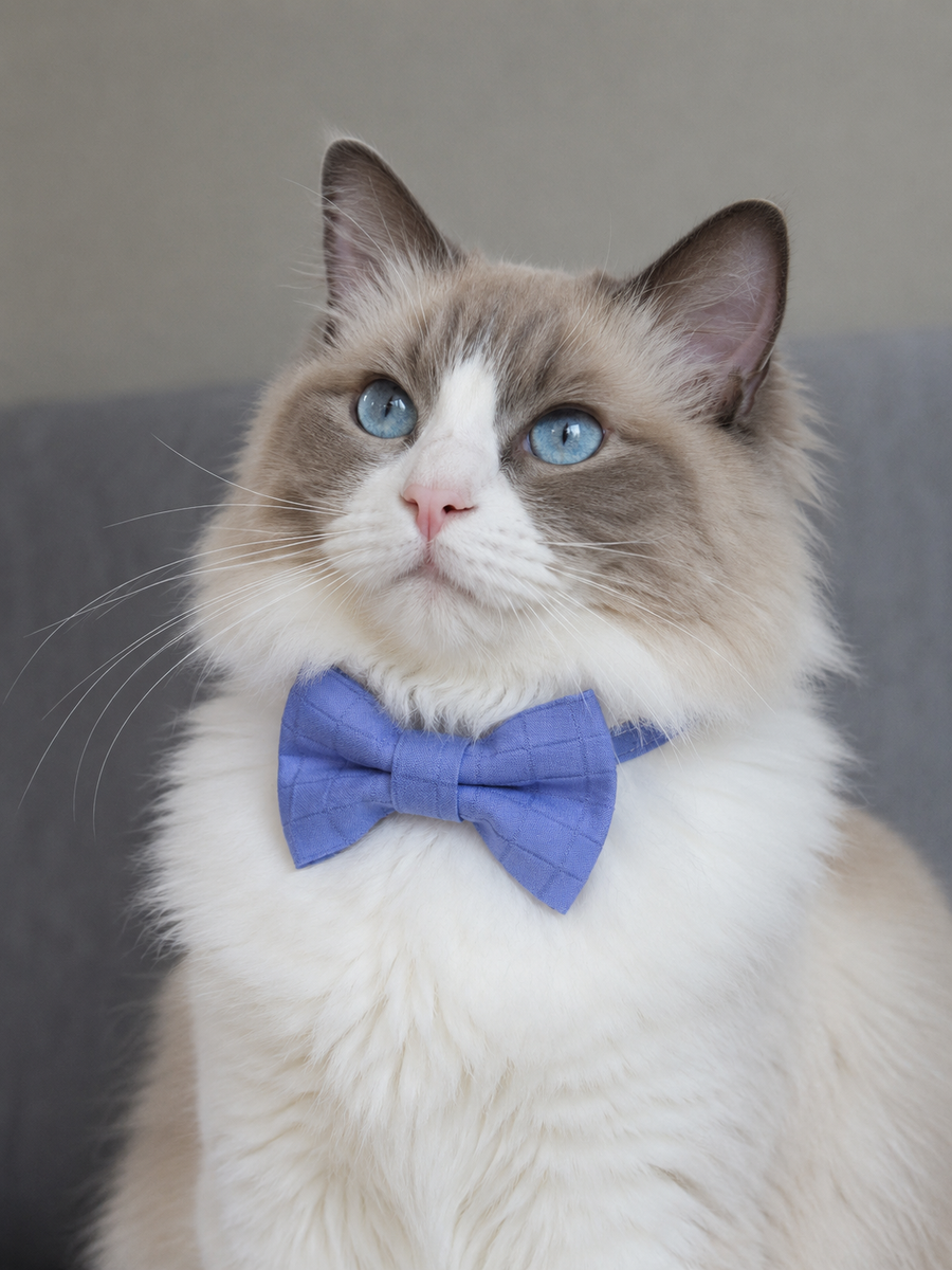 Collier avec nœud papillon pour Chat Bleu - Miniature 8