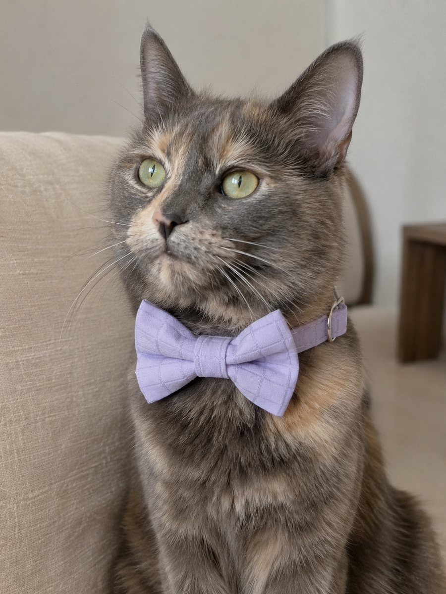 Collier avec nœud papillon pour Chat Lilas - Miniature 8