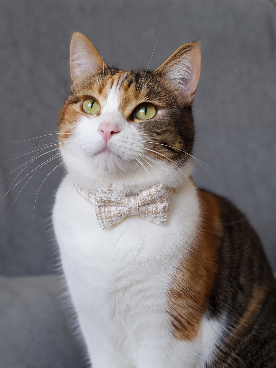 Collier avec nœud papillon pour Chat Tweed Beige - Miniature 10