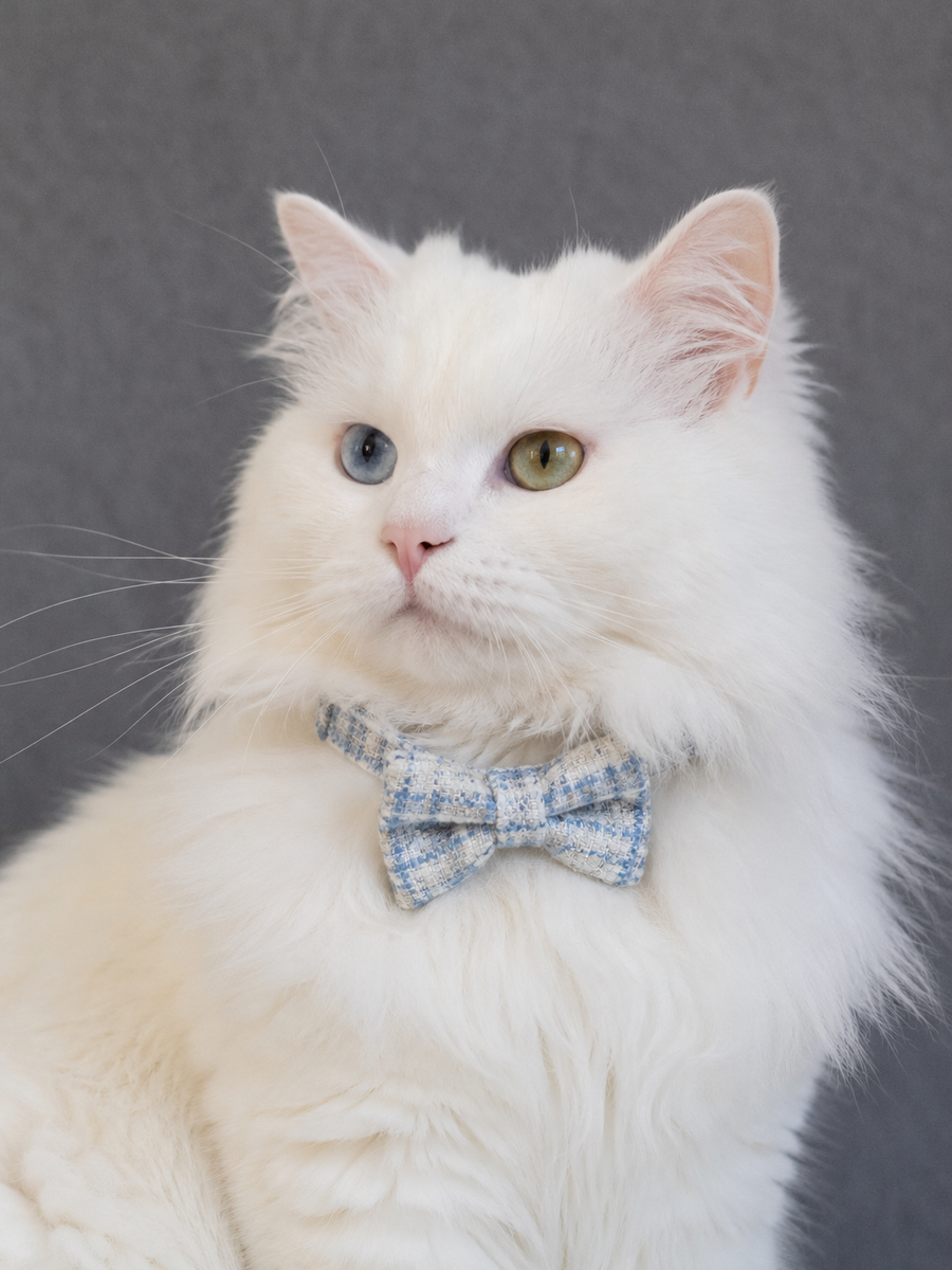 Collier avec nœud papillon pour Chat Tweed Bleu - Miniature 10
