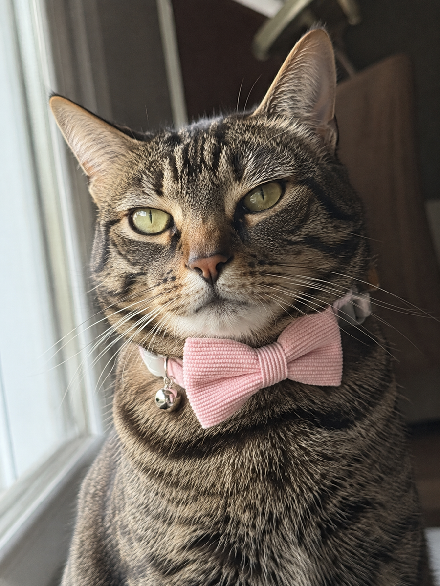 Collier avec nœud papillon pour Chat Velours Côtelé Rose - Miniature 8