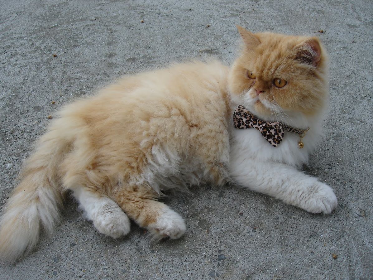 Comment choisir un collier pour chat ?